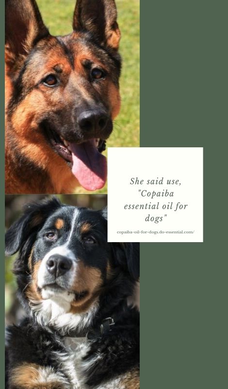 Copaiba essential oil for dogs