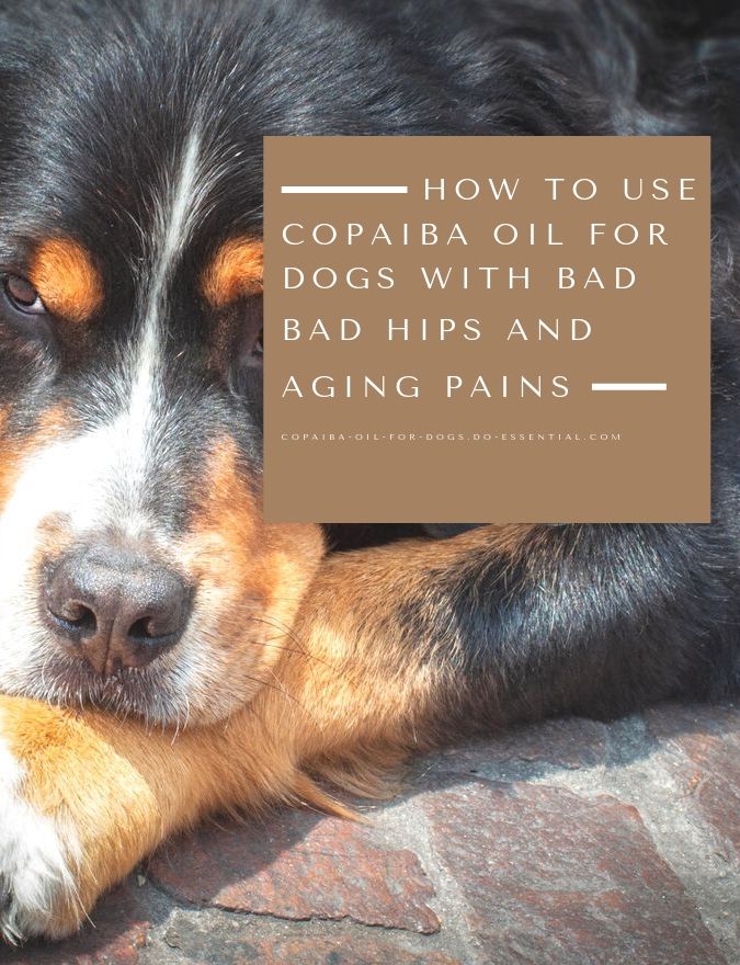 Copaiba oil for dogs