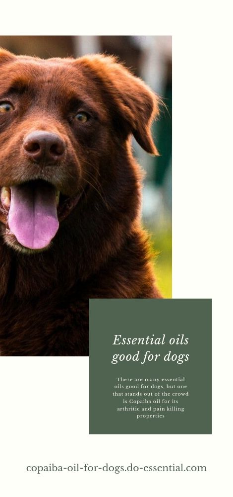 Essential oils good for dogs